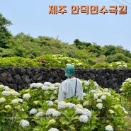 제주 꽃구경 서귀포 관광지 안덕면사무소 수국