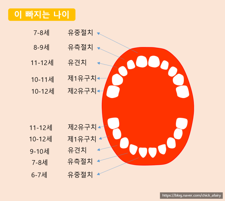 S#01. 유치 빠지는 순서, 시기, 주의사항 : 네이버 블로그