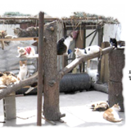 구조된 동물들의 건강한 쉼터 한국동물보호협회