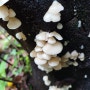 귀버섯 Crepidotus mollis