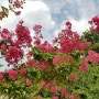 여름꽃, 배롱나무 꽃과 꽃말, 백일홍나무, 목백일홍 / 백일홍 꽃, 개화시기