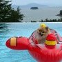 강아지와 함께 물놀이! 수영장 있는 경남 사천 슈슈애견펜션