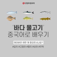 문정아중국어 - 바다 물고기 종류 중국어로 배우기