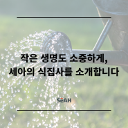 작은 생명도 소중하게, 세아의 식집사를 소개합니다