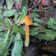 노란고깔꽃버섯 Hygrocybe acutoconica