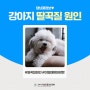 강아지가 딸꾹질하는 원인은? 부산24시동물병원 추천