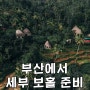 부산에서 세부 보홀 항공권 여행 일정 페리 예약 가격 고래상어 셀프 준비하기