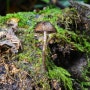 고슴도치버섯 Cystoagaricus strobilomyces