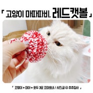 고양이마따따비 자유펫 레드캣볼 고양이장난감