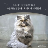 캔에 머리가 끼인 채 발견되었던 깡통이의 부고 소식을 전합니다.