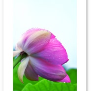 계절의 향기를 찾아서 - 해마다 아름다운 연꽃이 피어나는 의왕 왕송호수 연꽃 습지[2024.07.18]
