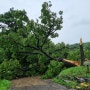 당진날씨, 하루동안의 폭우로 100년 넘은 상수리나무가 부러졌습니다.