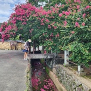 여름꽃 배롱나무 개화시기 경남 함안 고려동 유적지 여행