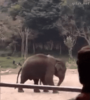 (응?) 진짜 희귀한 코끼리 옆차기하는 짤.gif : 네이버 블로그