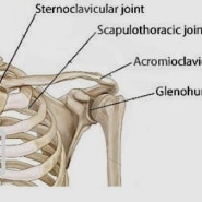 [매교역 pt]어깨 관절의 종류. part 2