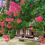 산청 덕천서원 붉은 배롱나무 꽃이 유혹하는 선비의 정원