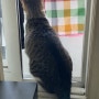 창틀에 앉은 고양이