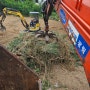 포항 초곡지구 전지목 나무뿌리 처리 벌목 작업 현장 [ 포항 나무 벌목처리 업체 ]