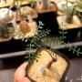 [아프리카식물] 오퍼큐리카야 파키푸스