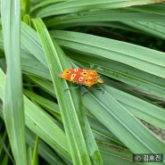 [오늘의 네이처링] 방패광대노린재(Cantao ocellatus)