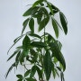 반려 식물 파키라(pachira) 키우기, 물 주기, 잎, 꽃말