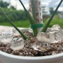 여름에 뿌리 건강에 좋은 얼음 식물영양제 주는 방법