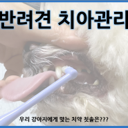 (내돈내산)강아지 치아관리 치약 칫솔 추천 : 릴라러브스잇, 딩동펫 리얼 후기