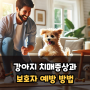 강아지 치매증상과 예방 방법