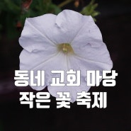 동네 교회 작은 마당에 사는 꽃들이 준 뜻밖의 힐링