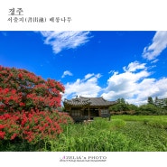 경북 경주 8월 여름여행지 ::서출지(書出池) 배롱나무 【24년7월21일】