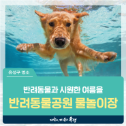 대전 유성구 갈만한 곳, 반려동물과 시원한 여름을 즐겨보세요 '대전반려동물공원 물놀이장 오픈'