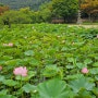 호암미술관 전통정원 희원 여름 산책