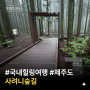 제주 사려니 숲길, 제주도 힐링 여행 장소 🌲