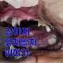 강아지유치발치이야기[명지해옴동물병원/국제신도시동물병원/신호동동물병원/부산동물병원/부산강서구동물병원]