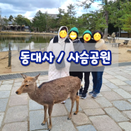 오사카 나라 사슴공원(동대사) 당일치기코스 버스투어!(센베 먹이)