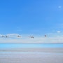 [아프리카 여행] 나미비아 스와콥문트 홍학의 비행 / Flight of Flamingos in Swakopmund, Namibia