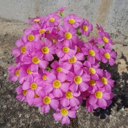 Oxalis Obtusa Purple Sunrise_사랑초 옵투사 퍼플 썬라이즈