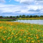 부산 화명생태공원 여름꽃 개화(황화 코스모스, 유럽 수국등) 실시간 상황 및 방문 팁