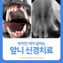 [양산 강아지 치과 동물병원] 강아지 치아검진으로 부러진 치아 발견! 깨진 앞니 신경치료로 살려요!