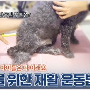 24시 예은동물의료센터, 노후를 위한 강아지 재활운동방법