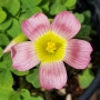 Oxalis Obtusa Damask Rose_사랑초 옵투사 다마스크 로즈