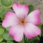 Oxalis Brasiliensis Pink&White_사랑초 브라질리엔시스