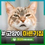 고양이 마른기침과 습한 기침 원인과 증상, 치료방법 있을까?