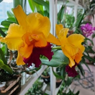 Cattleya Toshie's Magic