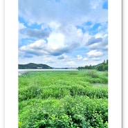 계절의 향기를 찾아서 - 충남 아산 신정 호수 공원 연꽃 단지를 산책하다[2024.07.15]