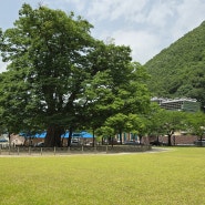 추정 나이 1,000년 이상 된 천연기념물 제95호 삼척 도계리 '긴잎느티나무' | 삼척 가볼만한곳