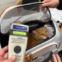 미국 시애틀 공항으로 입국한 코숏 고양이 양순이 : 고양이 강아지 미국 검역 절차, 함께 여행하기, 이민, 검역 비용, 서류