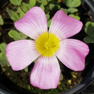 Oxalis Obtusa Silver Ring_사랑초 옵투사 실버링