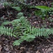 음양고비 Osmunda claytoniana L.