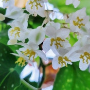 목베고니아 소요카제 타마야 꽃